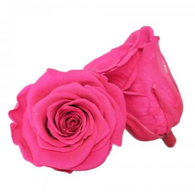 5-6cm Preserved Rose Head 