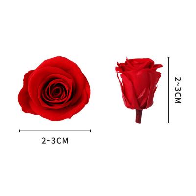 2-3cm Preserved Rose Head 