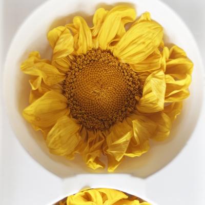 Preserved Sunflower head 7-8cm dia'