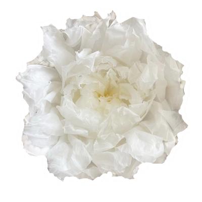 Preserved peony head 9-10cm