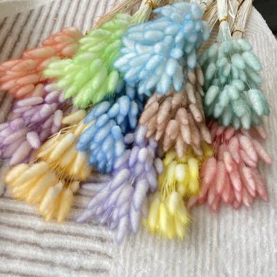 Dried Lagurus Gradient Color 60stems/bunch