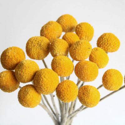 Dried Craspedia Golden Billy Ball 20pcs/bunch