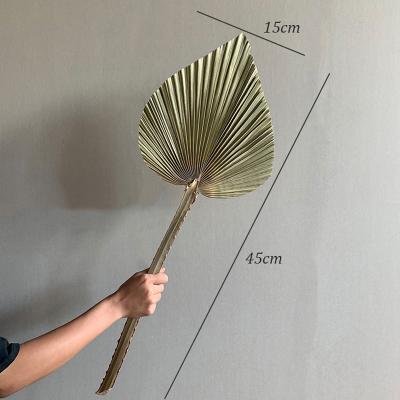 45*15cm Dried palm leaves