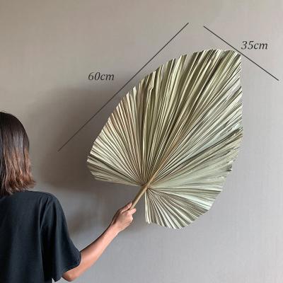 60*35cm white original color dried palm leaves