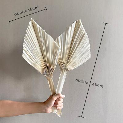 Small White Dried Palm Leaf