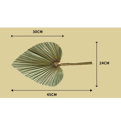 45*24cm Dried Palm Leaf Fan