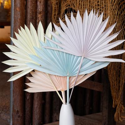 Macarone Color Dried Spear Sun Palm Leaves 