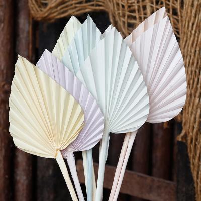 Macarone Color Dried Flower Palm Leaf Fan