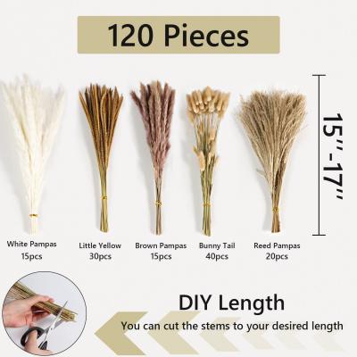 Style 16-120stems/Bunch Natural Real Dried Flowers Bouquets