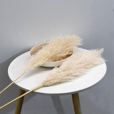 30-40cm Dried Natural Pampas Grass