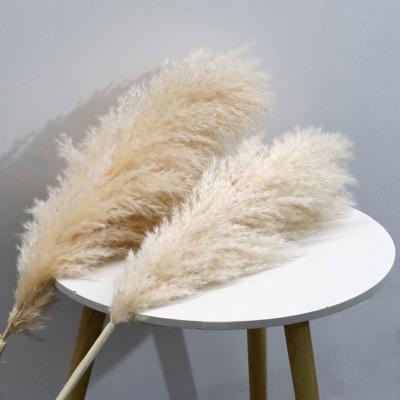 50-60cm Dried Natural Color Pampas Grass