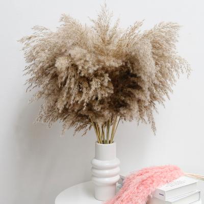 Natural Small Pampas Reeds Natural Dried Pampas Grass