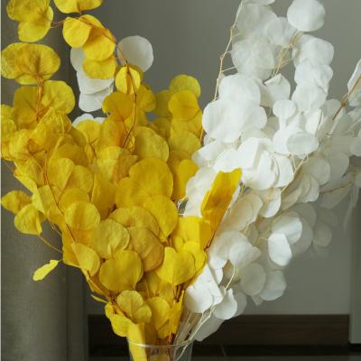 Preserved bleaching Apple Eucalyptus Leaves 50-60cm