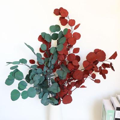 Preserved color-absorbing apple eucalyptus leaves 50-60cm