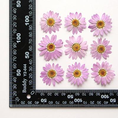 K25 marguerite daisy  