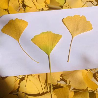 K38 Ginkgo biloba L.