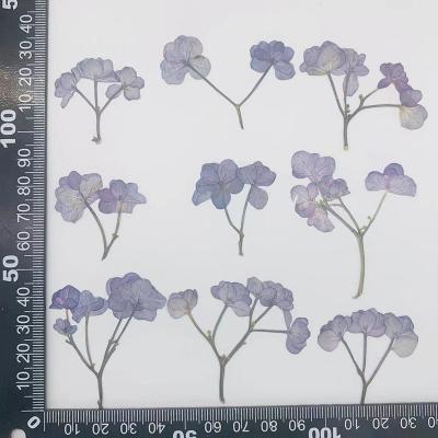 K40 hydrangea with stem