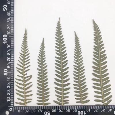 K51 Fern leaf