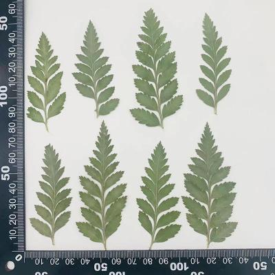 K55 fern leaf