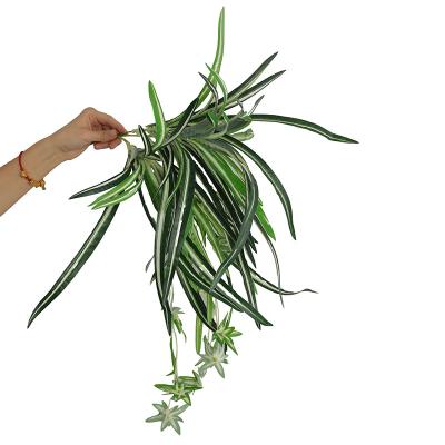 Orchid leaves with flowers hanging